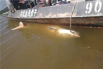 千斤百歲鱘鰉魚的生態(tài)價(jià)值與經(jīng)濟(jì)啟示