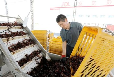 彭澤縣小龍蝦 水產(chǎn)品收購助力產(chǎn)業(yè)升級(jí)，“鏈”出20億元大產(chǎn)業(yè)