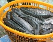 現(xiàn)款收購玉米小麥與顏楊水產(chǎn)養(yǎng)殖 北京市場(chǎng)動(dòng)態(tài)及合作機(jī)遇