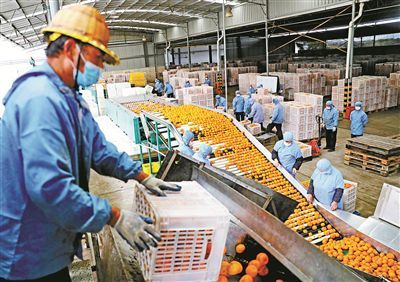 柑橘豐收季與水產(chǎn)品收購熱潮交織